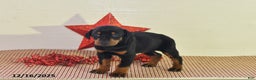 Doberman Pinscher dogs for sale: Bailey - Ad 4