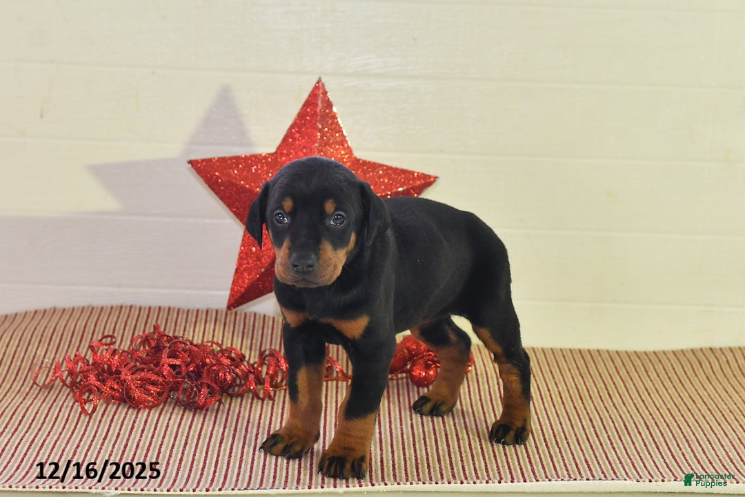 Doberman Pinscher dogs for sale: Bailey - Ad 4