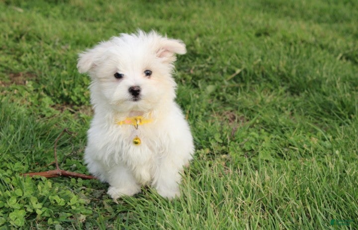 Maltese dogs Benny  - Ad 1