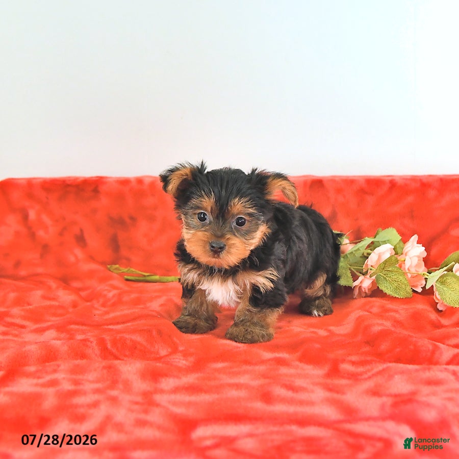 Yorkshire Terrier dogs Teddy   EXTRA SMALL - Ad 2