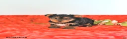 Yorkshire Terrier dogs for sale: Teddy   EXTRA SMALL - Ad 2