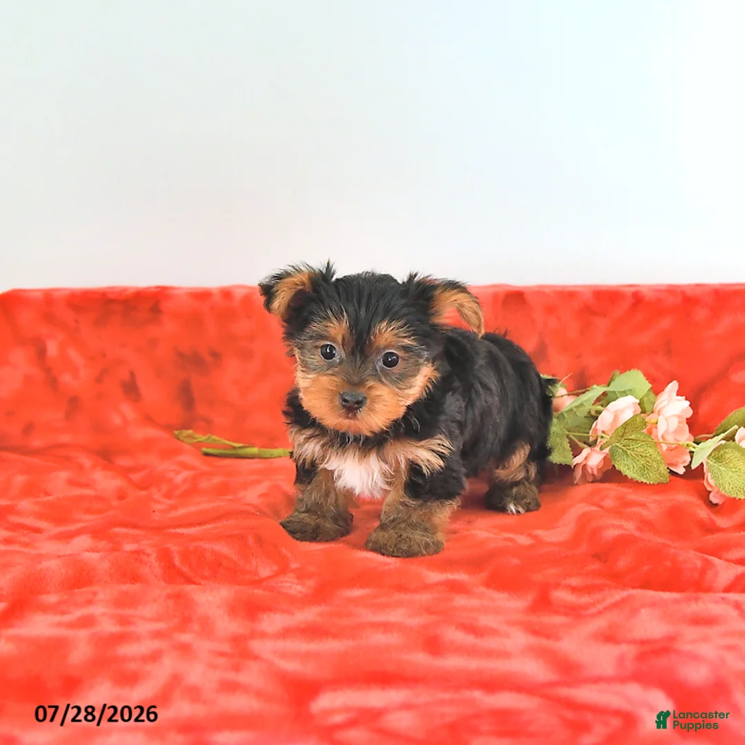 Yorkshire Terrier dogs for sale: Teddy   EXTRA SMALL - Ad 2