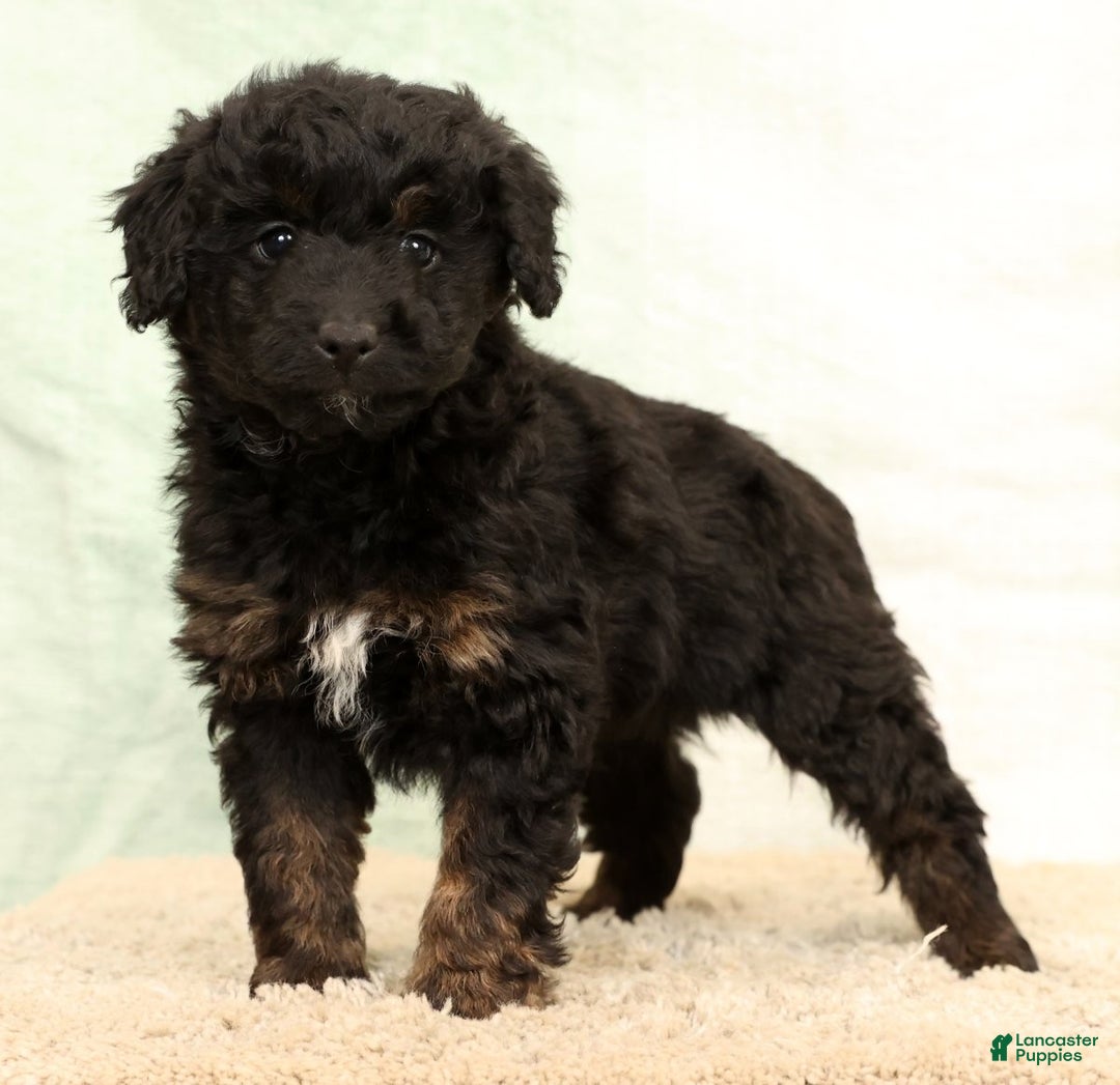 Mini Aussiedoodle dogs for sale: Barney - Ad 5
