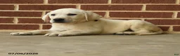 Labrador Retriever dogs for sale: Dunkin - Ad 5