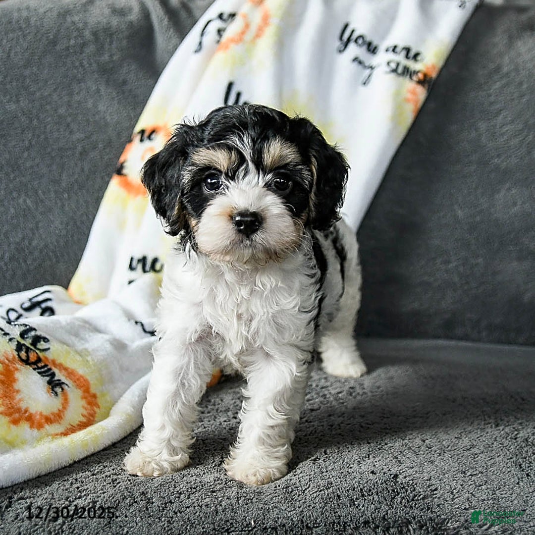 Cavachon dogs for sale: Rover - Ad 2