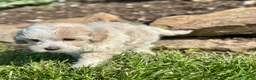 Maltipoo dogs for sale: Chuckles  - Ad 7