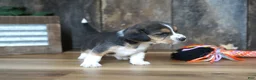 Beagle dogs for sale: Cooper - Ad 5