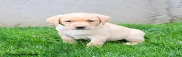 Labrador Retriever dogs for sale: Elvis - Ad 3