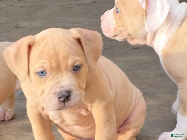 American Bully dogs for sale: Boy - Ad 5