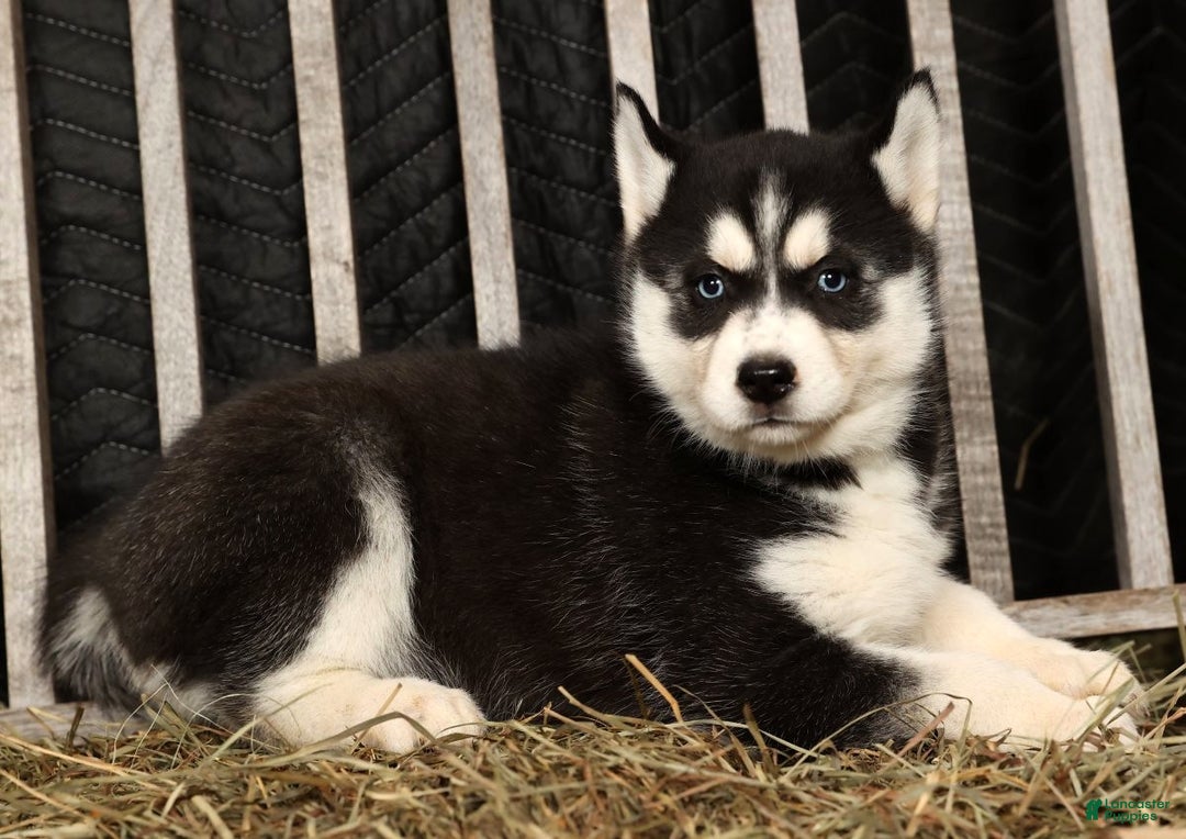 Siberian Husky dogs for sale: Beverly - Ad 1