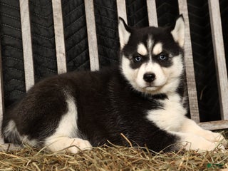 Siberian Husky dogs Beverly - Ad 4
