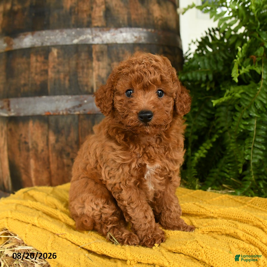 Toy Poodle dogs Newton - Ad 2