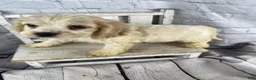 Cocker Spaniel dogs for sale: Ziggy - Ad 7