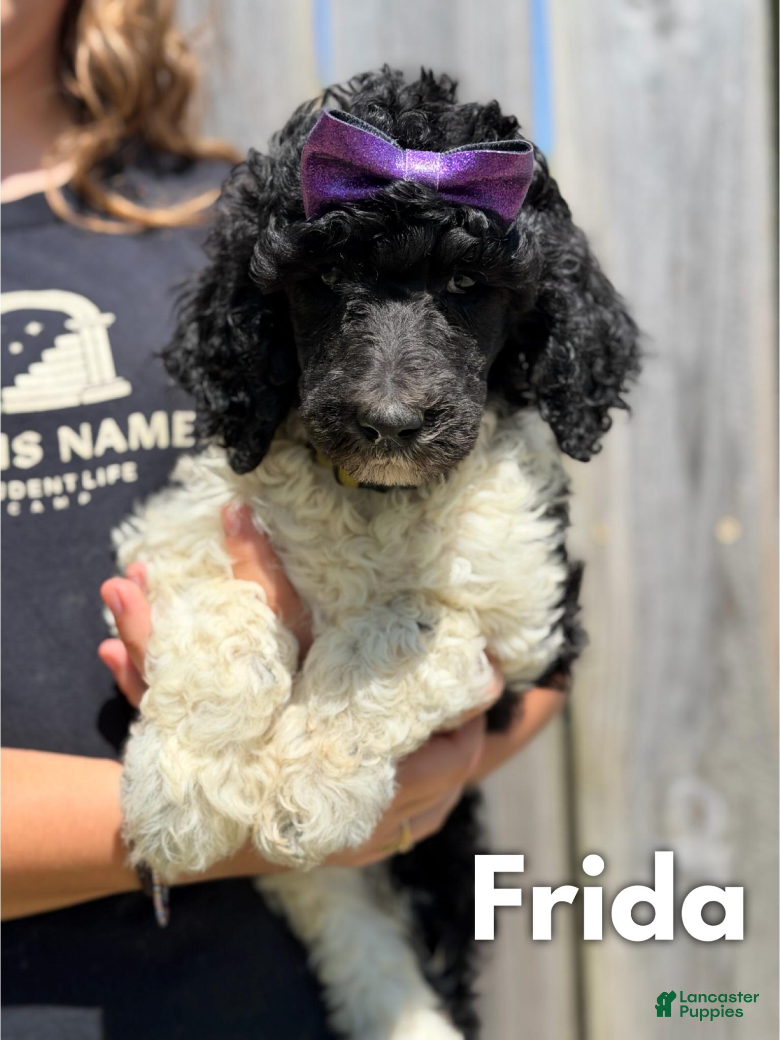 Standard Poodle dogs Frida - AKC - Ad 32