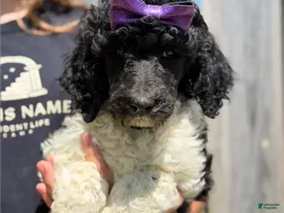 Standard Poodle dogs Frida - AKC - Ad 15