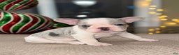 French Bulldog dogs for sale:  Milkshake - Ad 1