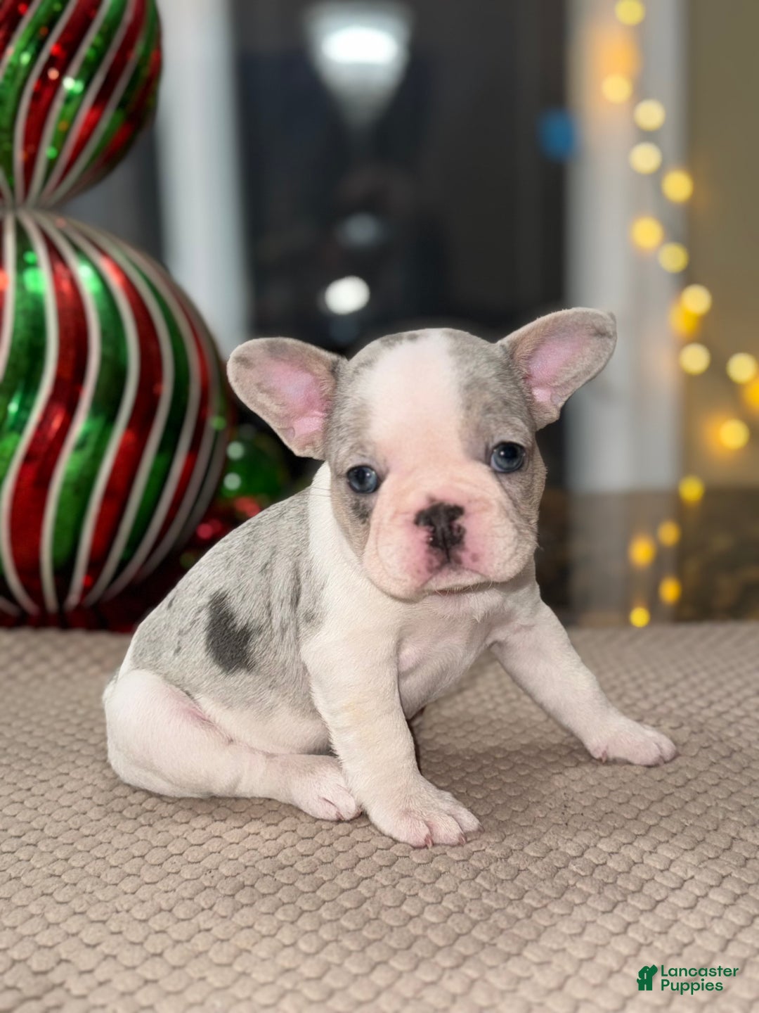 French Bulldog dogs for sale:  Milkshake - Ad 1