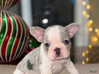 French Bulldog dogs Milkshake - Ad 16