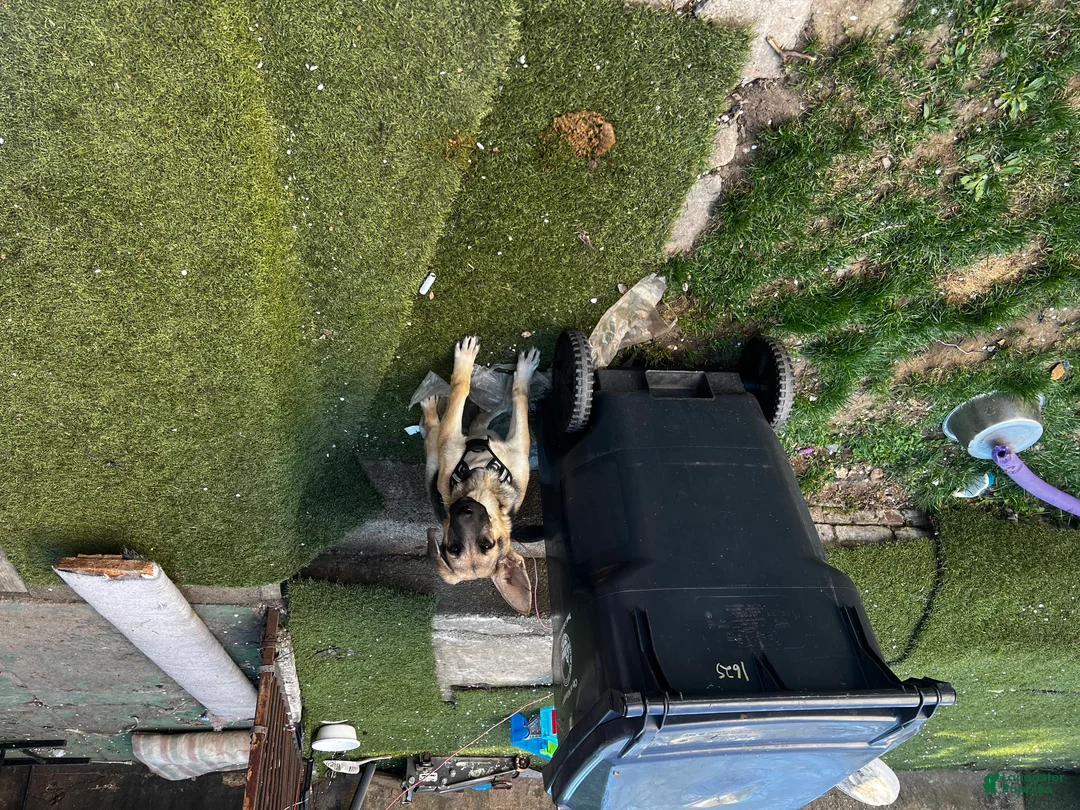 German Shepherd dogs for sale: Tiny - Ad 1