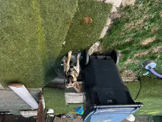 German Shepherd dogs for sale: Tiny - Ad 3