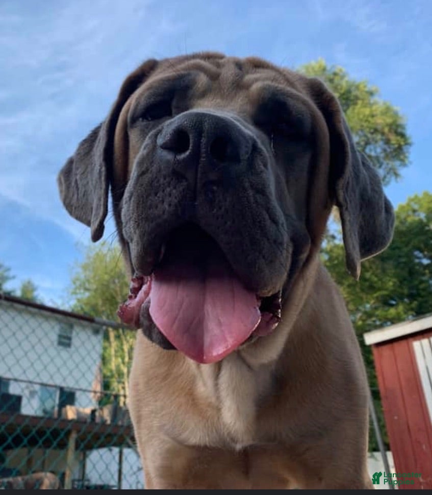Cane Corso dogs Enzo masimo  - Ad 1