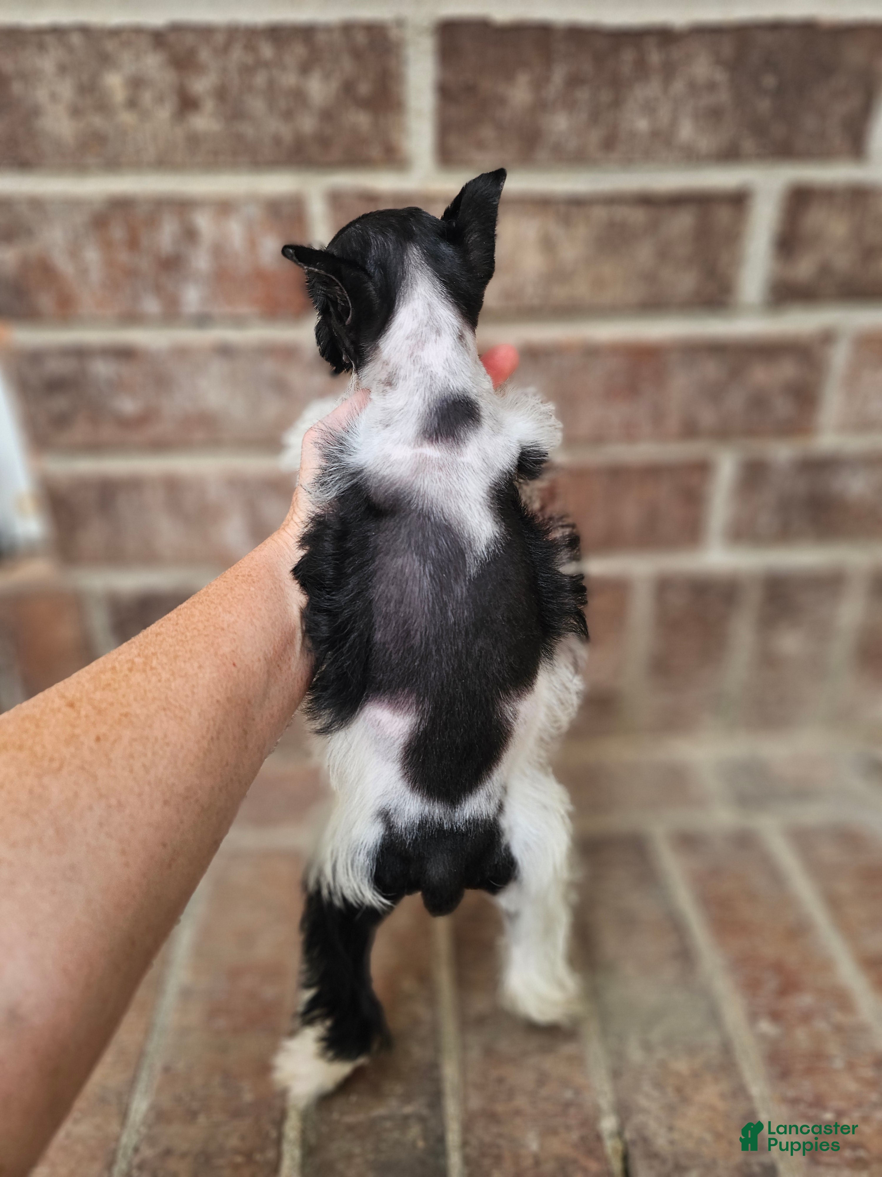 Miniature Schnauzer dogs Miniature Schnauzer 6 - Ad 2