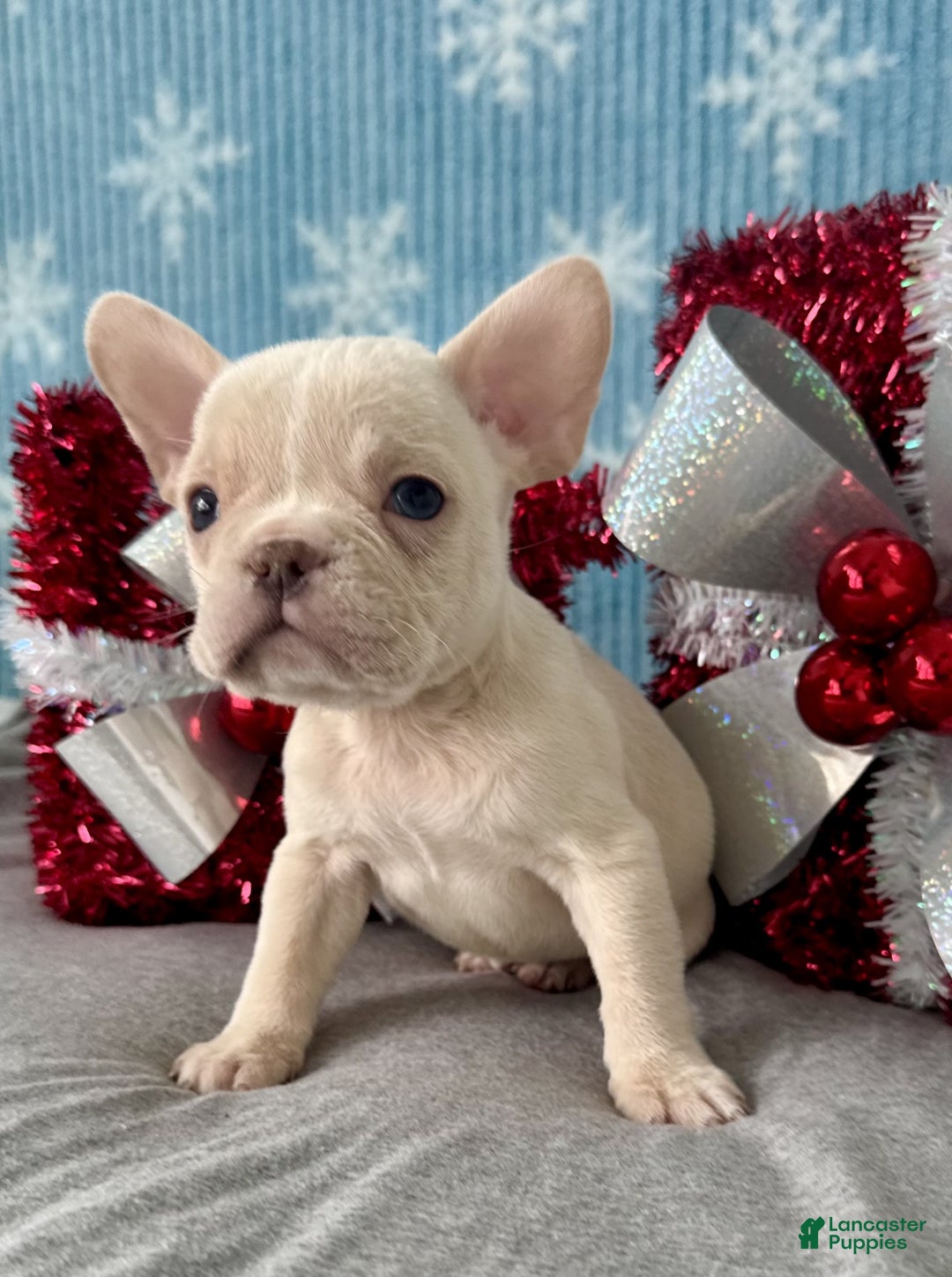 French Bulldog dogs for sale: Baxter - Ad 4