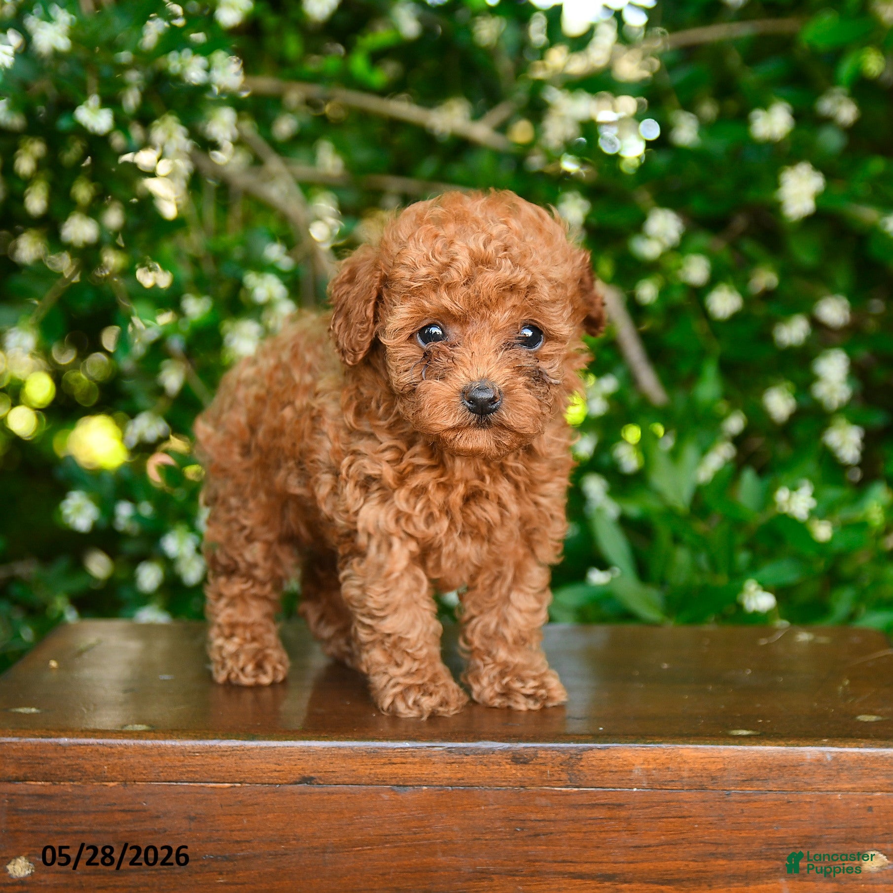 Toy Poodle dogs Spirit - Ad 1