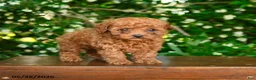 Toy Poodle dogs for sale: Spirit - Ad 1