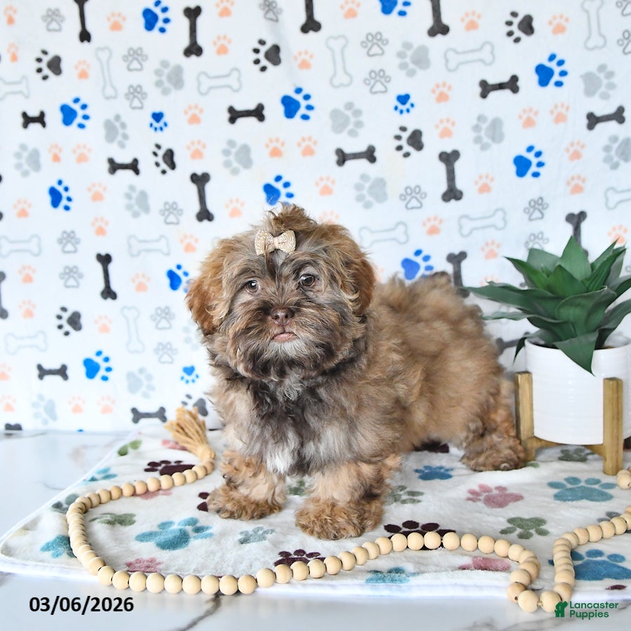 Shihpoo dogs Hazel - Ad 2