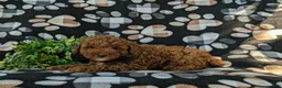 Miniature Poodle dogs for sale: Remmington - Ad 4