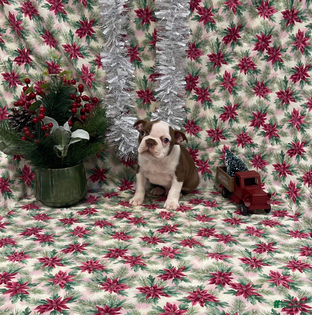 Boston Terrier dogs for sale: Annie - Ad 9