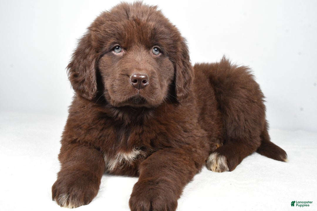 Newfoundland dogs for sale: Luna - Ad 7