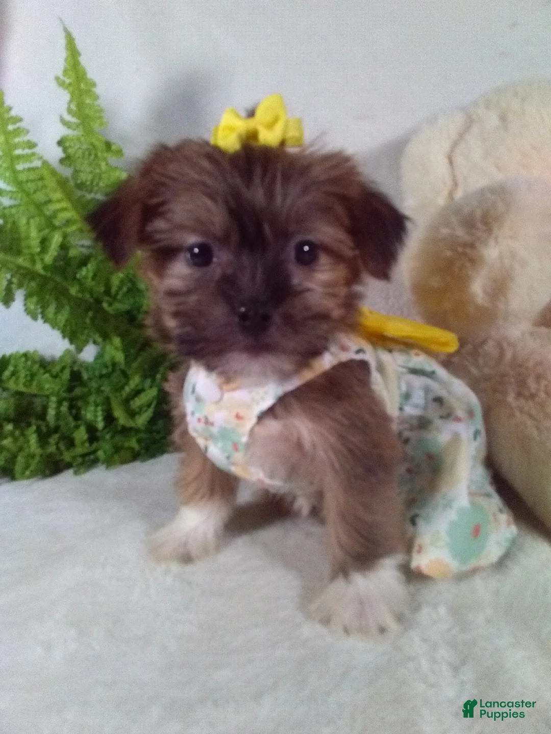 Shorkie dogs for sale: Penny - Ad 1