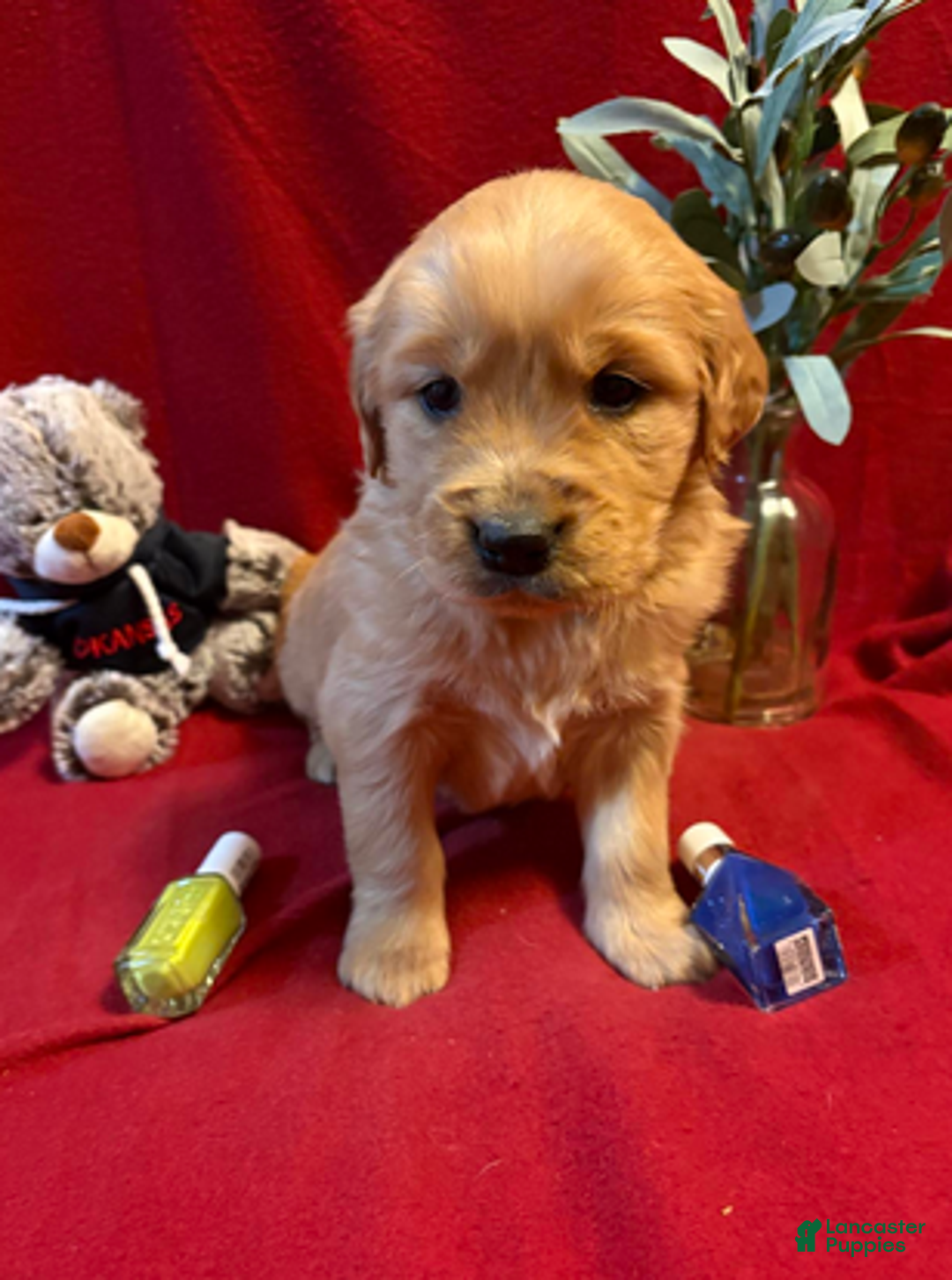 Golden Retriever dogs for sale: Taz - Ad 3
