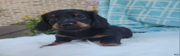 Miniature Dachshund dogs for sale: Vander - Ad 35