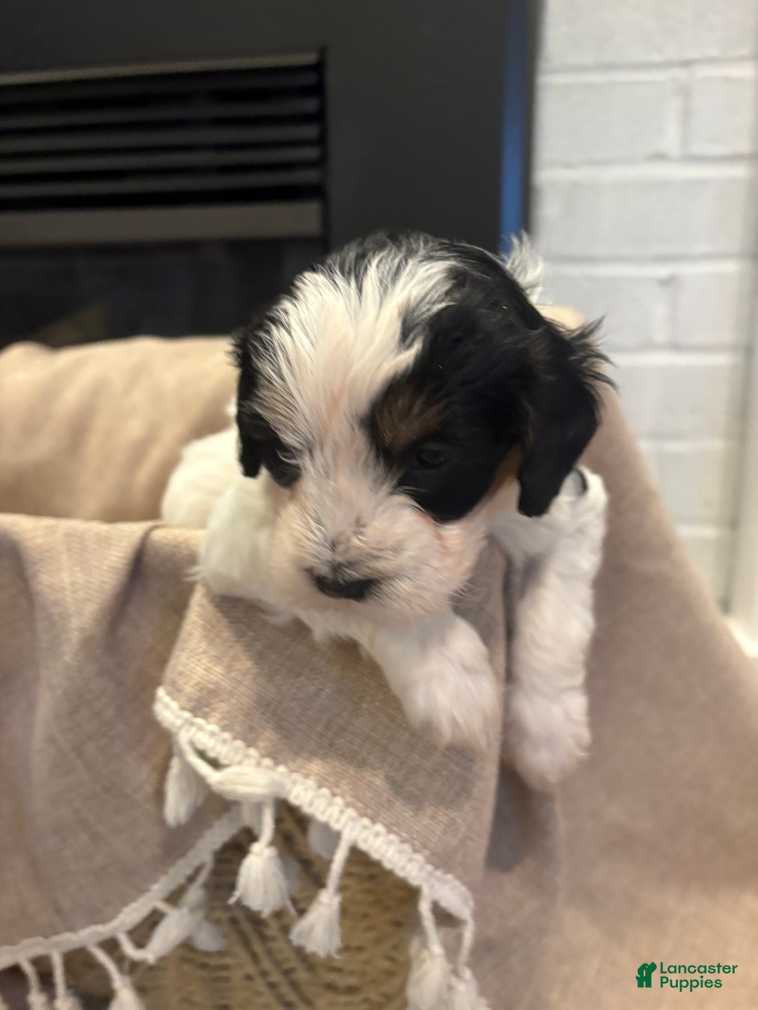Mini Bernedoodle dogs for sale: Charlie - Ad 5