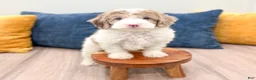 Miniature Poodle dogs for sale: Timmy - Ad 2