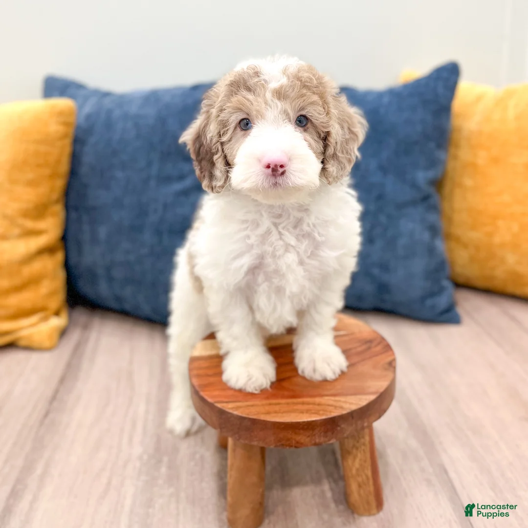 Miniature Poodle dogs for sale: Timmy - Ad 2