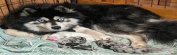Pomsky dogs for sale: Mr Archie - Ad 4