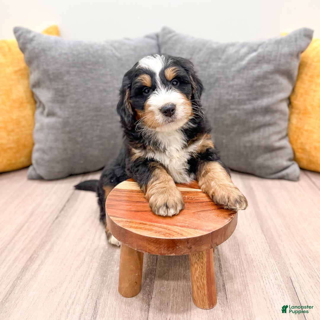 Mini Bernedoodle dogs for sale: Diesel - Ad 3