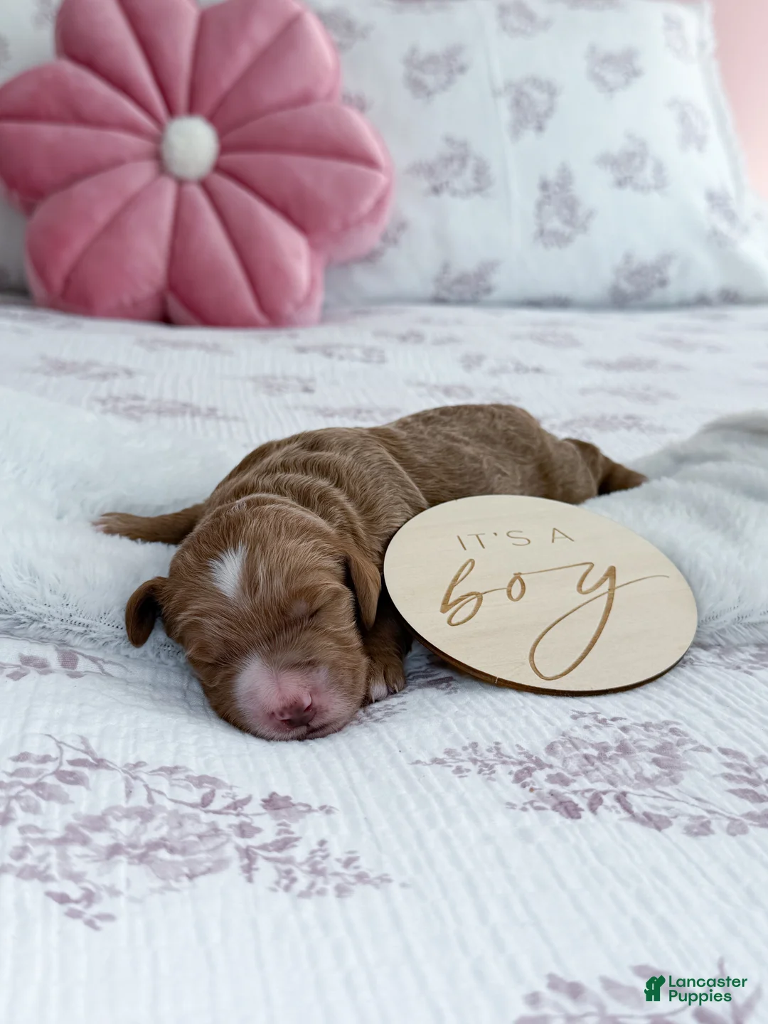 Goldendoodle dogs for sale: Jackson  - Ad 3