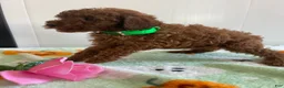 Miniature Poodle dogs for sale: Landon - Ad 4