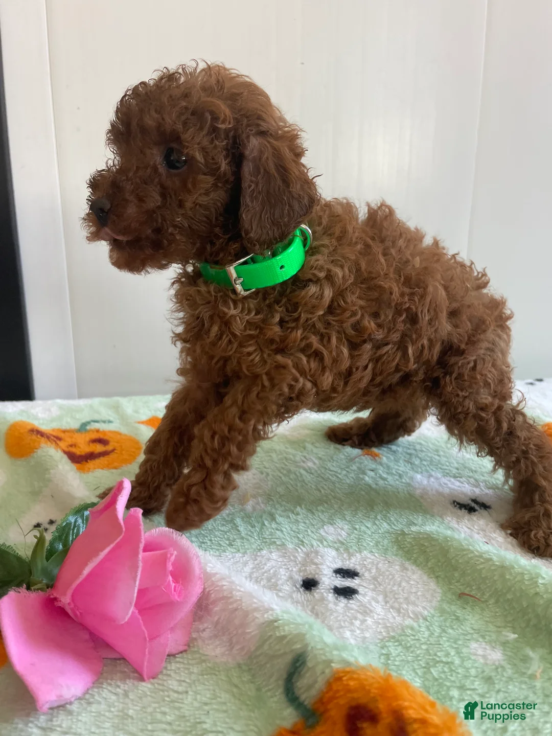 Miniature Poodle dogs for sale: Landon - Ad 4