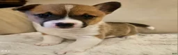 Mixed Breed dogs for sale: Athena - Ad 2