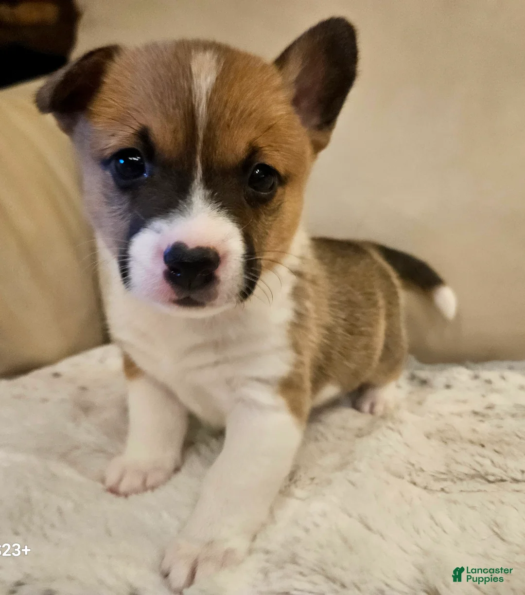 Mixed Breed dogs for sale: Athena - Ad 2