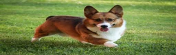 Welsh Corgi Pembroke dogs for sale: Ripley - Ad 10