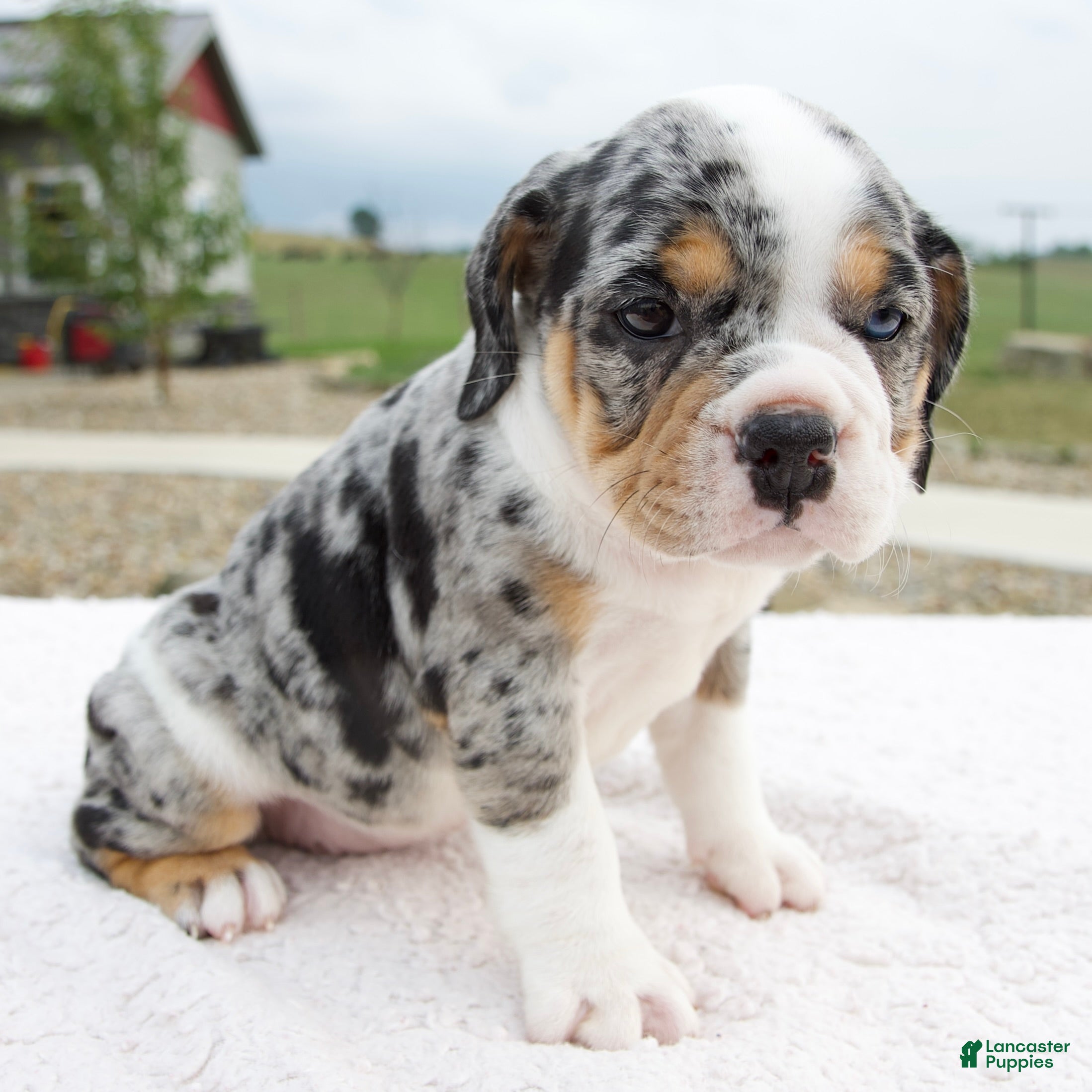 Beabull dogs Paige - Ad 1