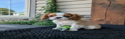 Cavalier King Charles Spaniel dogs for sale: Murphy  - Ad 3