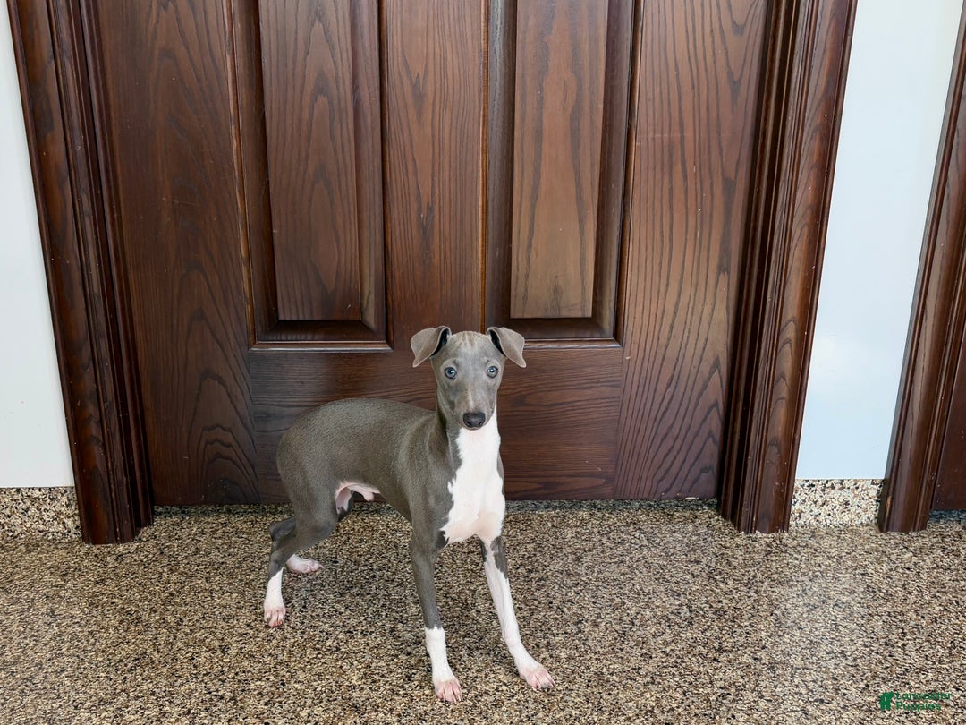 Italian Greyhound dogs for sale: Noah - Ad 5